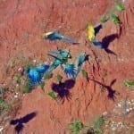 tipping tour guides peru Amazon Macaws