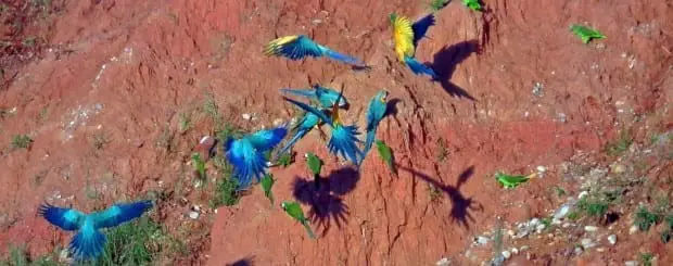 Amazon Macaws
