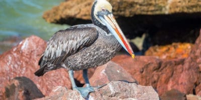 Paracas National Reserve Ballestas Islands Tour