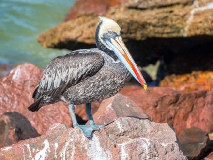 Paracas National Reserve Ballestas Islands Tour