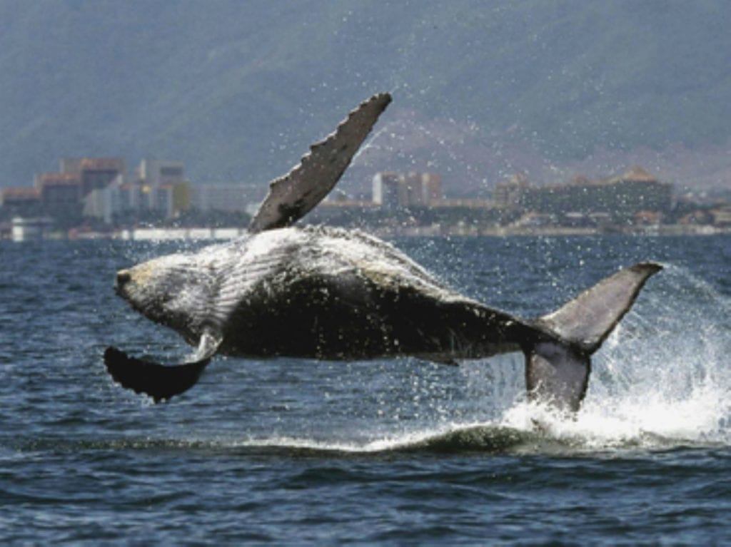 Humpback Whales in Peru