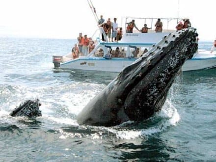 whale watching peru