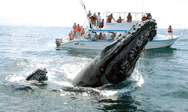 whale watching peru