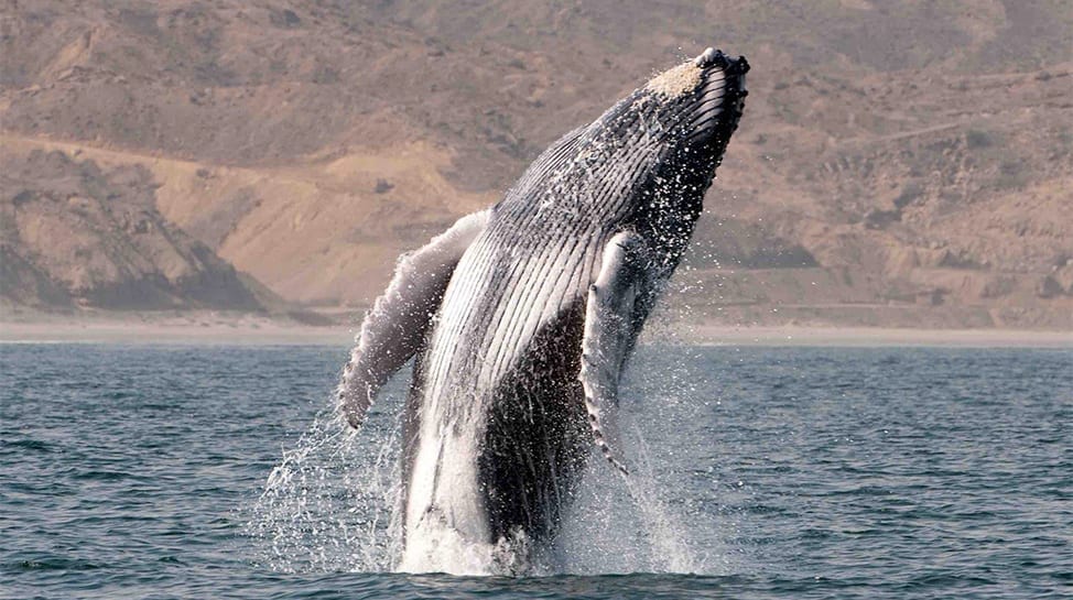 whale watching in Peru