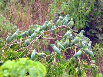 Mealy parrots Peru Amazon