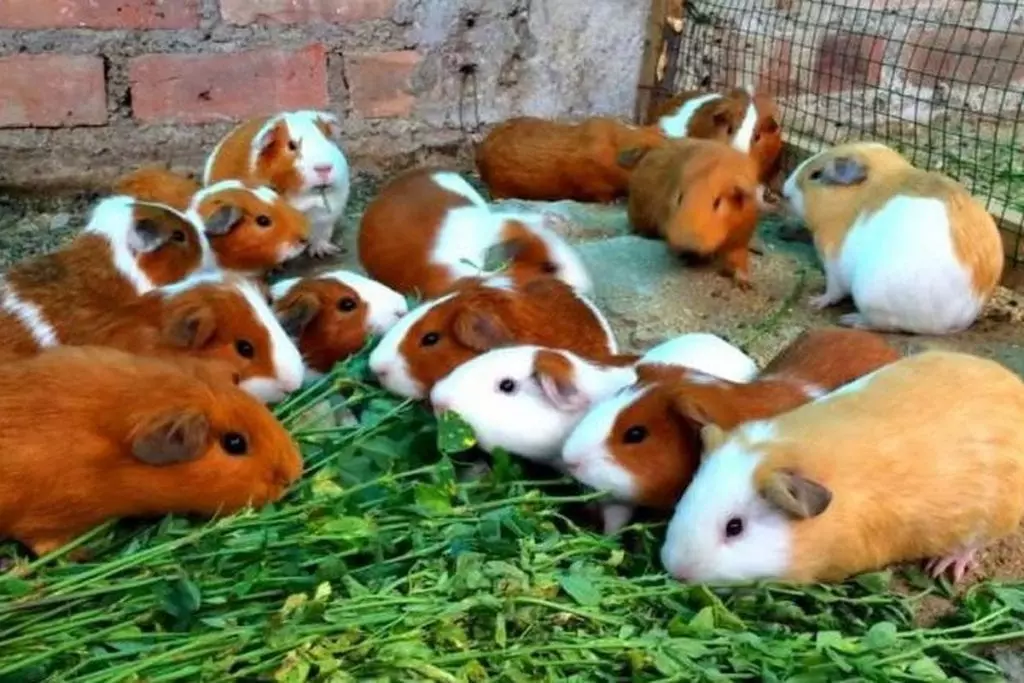 Peruvian Guinea Pig