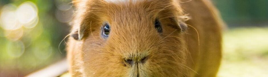 Guinea Pig in Peru