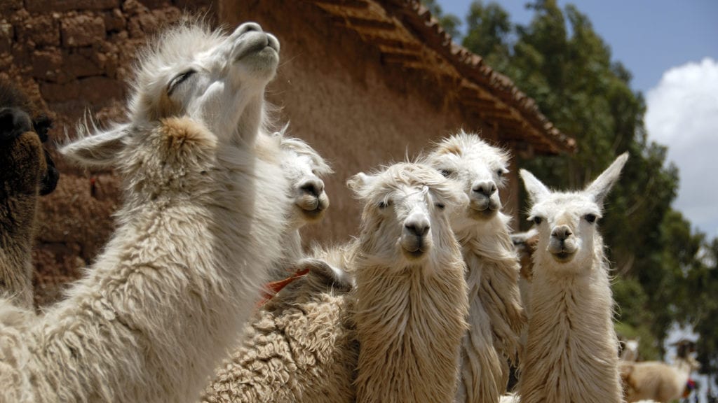 Llama Peru