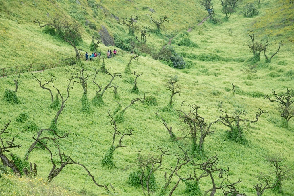 Lima hike Lomas de Lachay