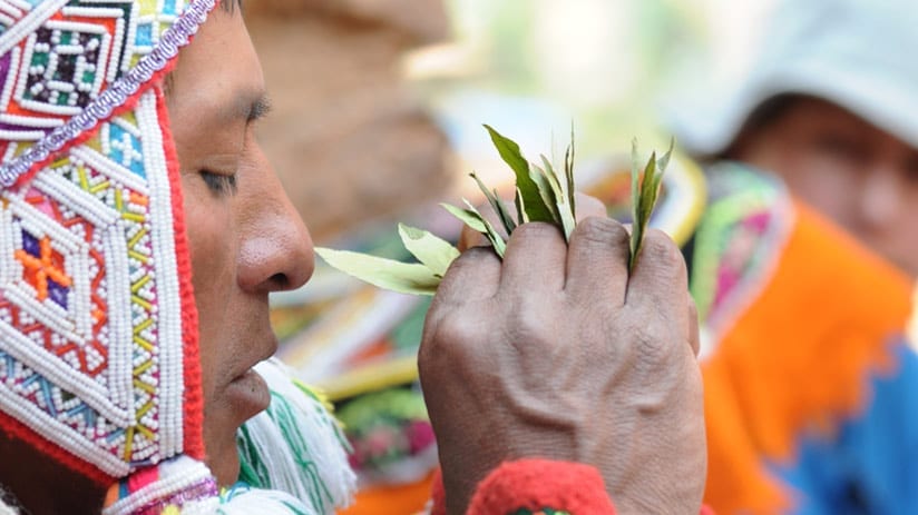 The Coca Leaf