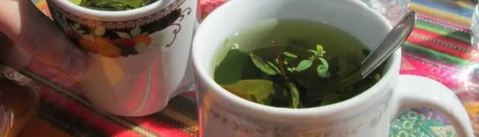 Coca Leaf Tea