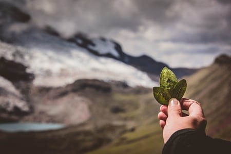 The Coca Leaf