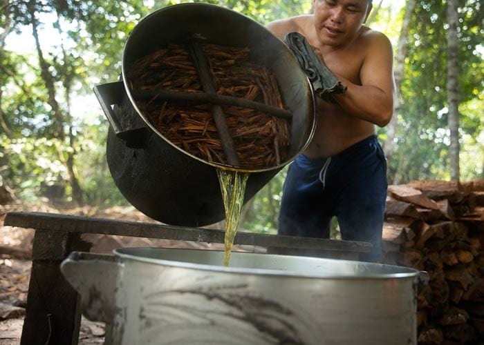 Ayahuasca brew