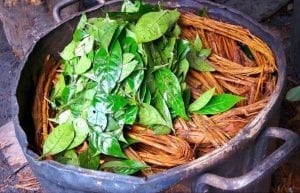 Ayahuasca Ceremony Peru