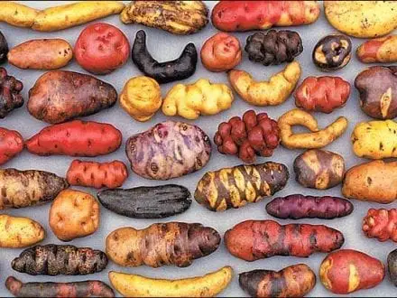 Peruvian Potatoes