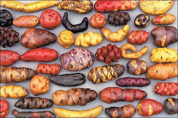 Potato Variety
