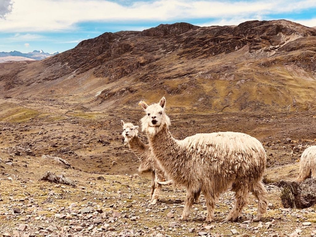 Alpacas on the Ausangate Trek