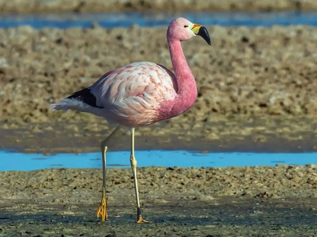 Andean Flamingo in Paracas