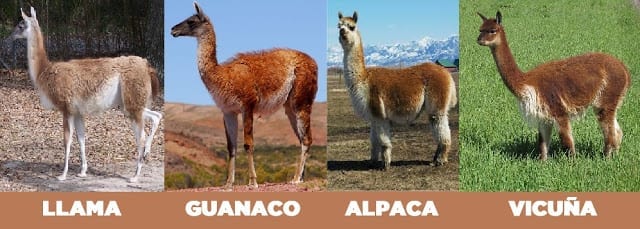 difference between a llama and alpaca