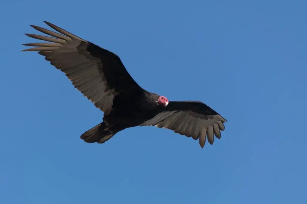 Red Headed Turkey Vulture in Paracas