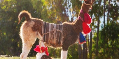 The Llama in Peru