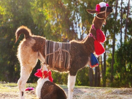 The Llama in Peru