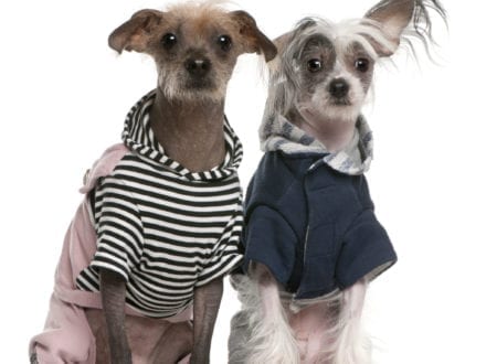 Peruvian Hairless dogs