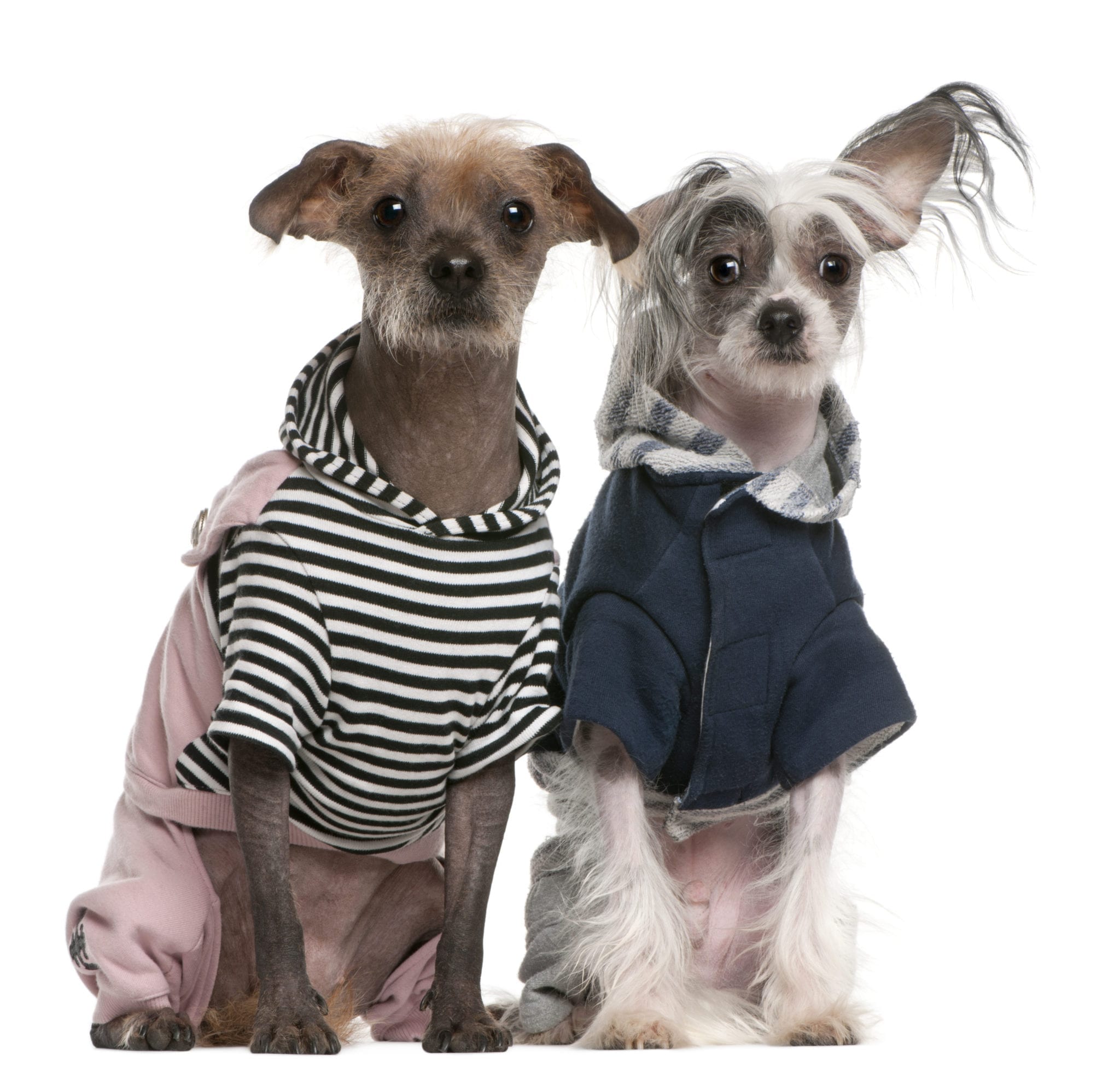 Peruvian Hairless dogs