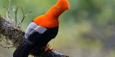 national bird of peru tunki cock of the rock