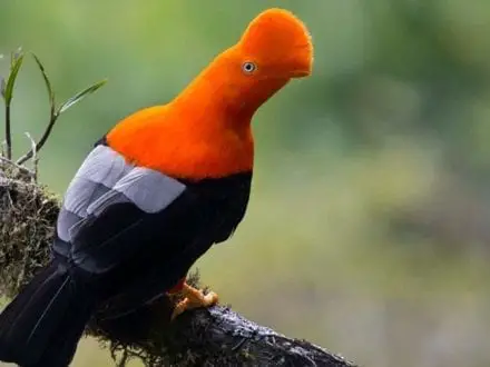 national bird of peru tunki cock of the rock