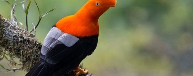 national bird of peru tunki cock of the rock