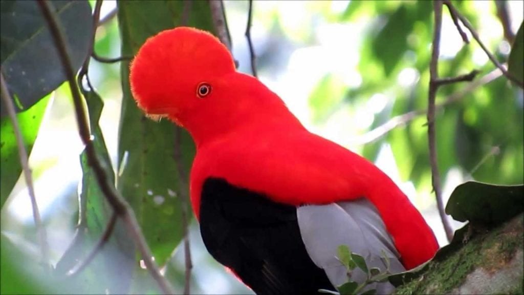 tunki cock of the rock peru bird