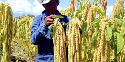 Kiwicha Harvest, inca diet,