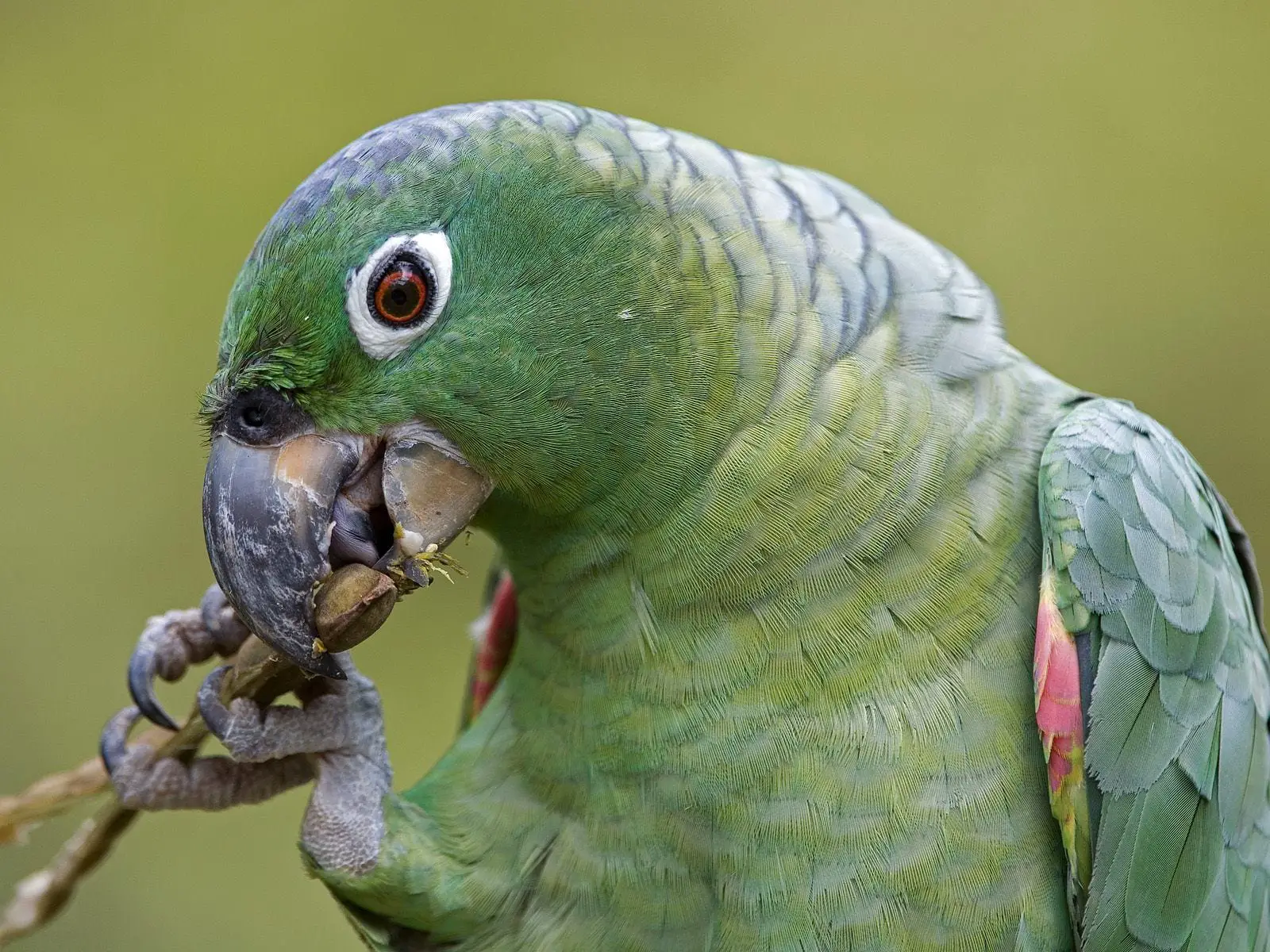 mealy parrot, amazon rainforest birds
