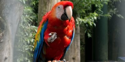 scarlet macaw, amazon rainforest birds