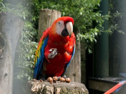 scarlet macaw, amazon rainforest birds