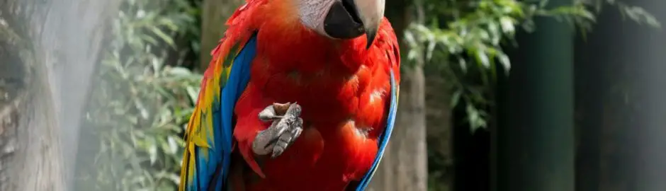 scarlet macaw, amazon rainforest birds