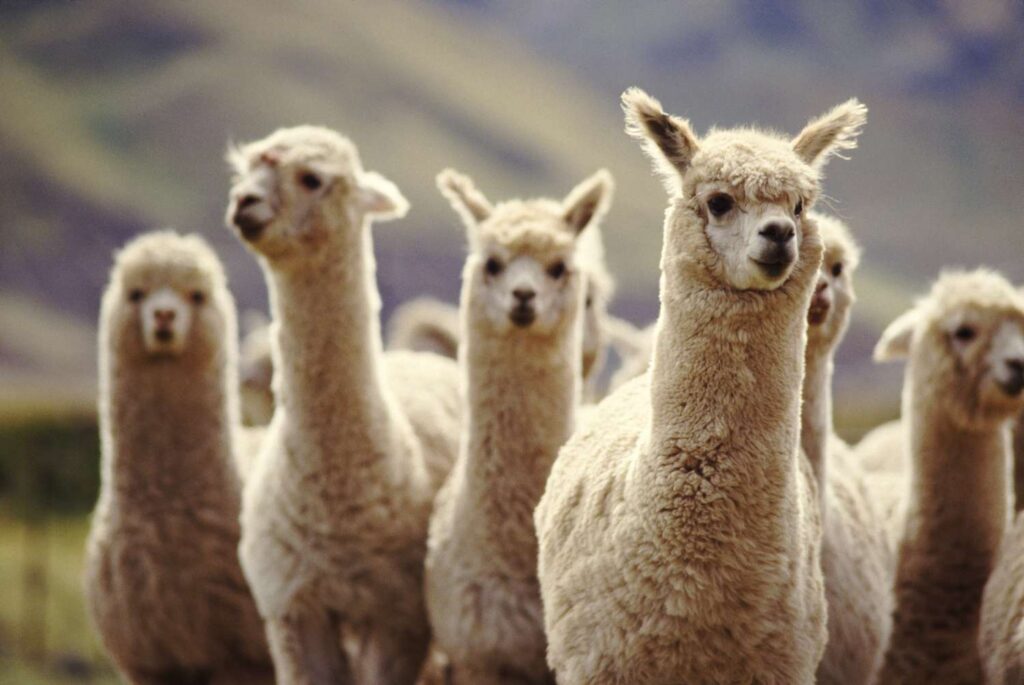 llamas and alpacas