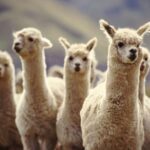 llamas and alpacas