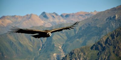 The Colca Canyon