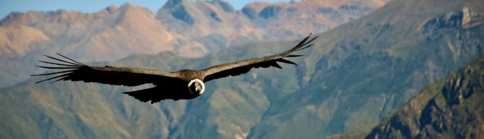 The Colca Canyon