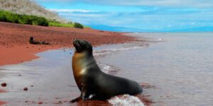 Rabida Island Galapagos