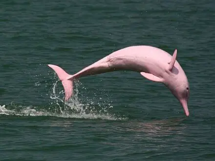 Amazon Pink River Dolphins in Peru