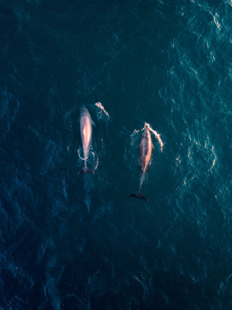 Pink Amazon River Dolphin