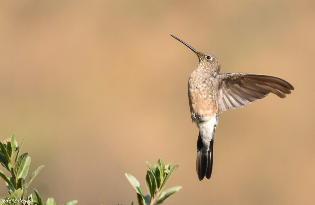 The Giant Hummingbird