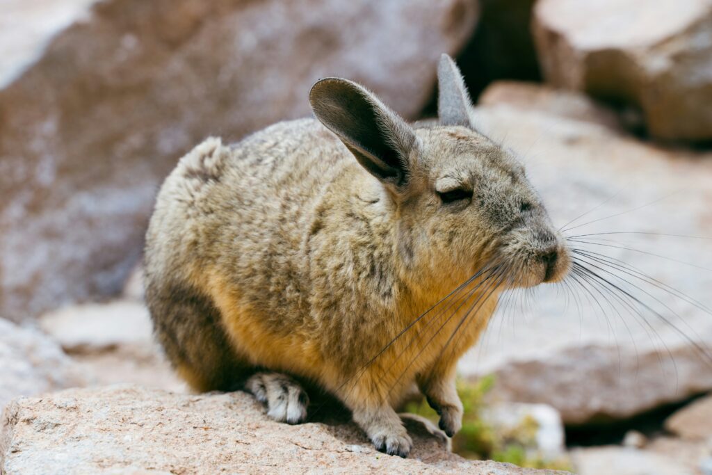 Viscacha Machu Picchu