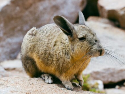 Viscacha Machu Picchu