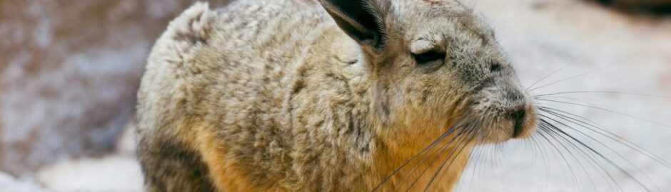 Viscacha Machu Picchu