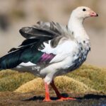Andean Goose