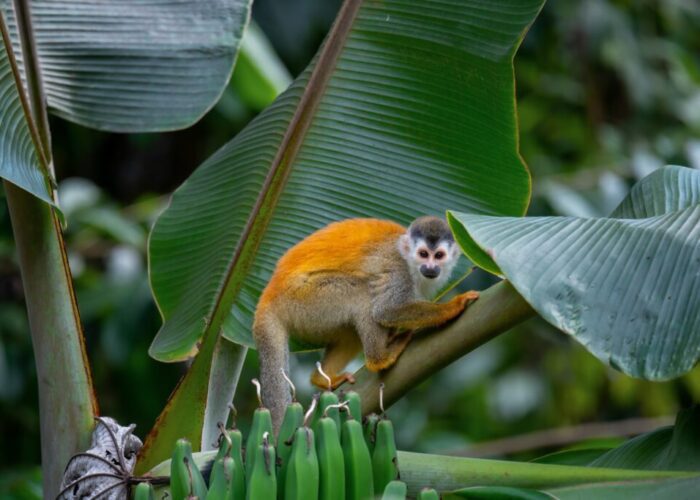 Amazon Rainforest Squirrel Monkey
